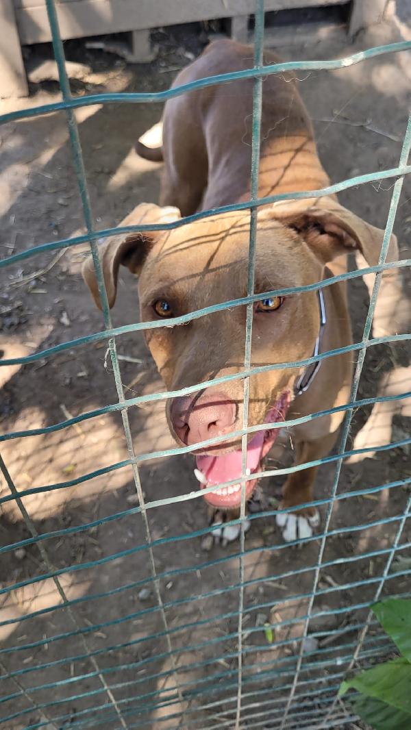 Simil Pittbull Red Nose - Zoro